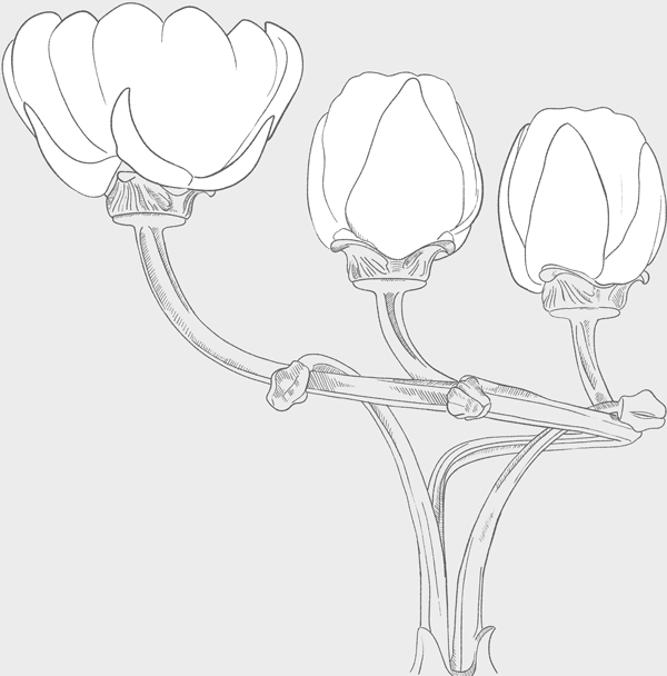 Dessin de la lampe magnolia de Majorelle